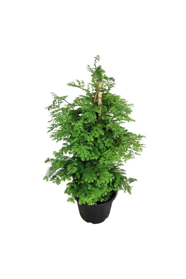 Metasequoia Hamlets Broom