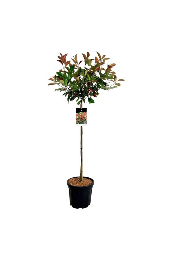 Glansmispel Photinia fraseri Red Robin