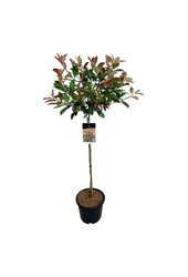 Glansmispel Photinia fraseri Red Robin
