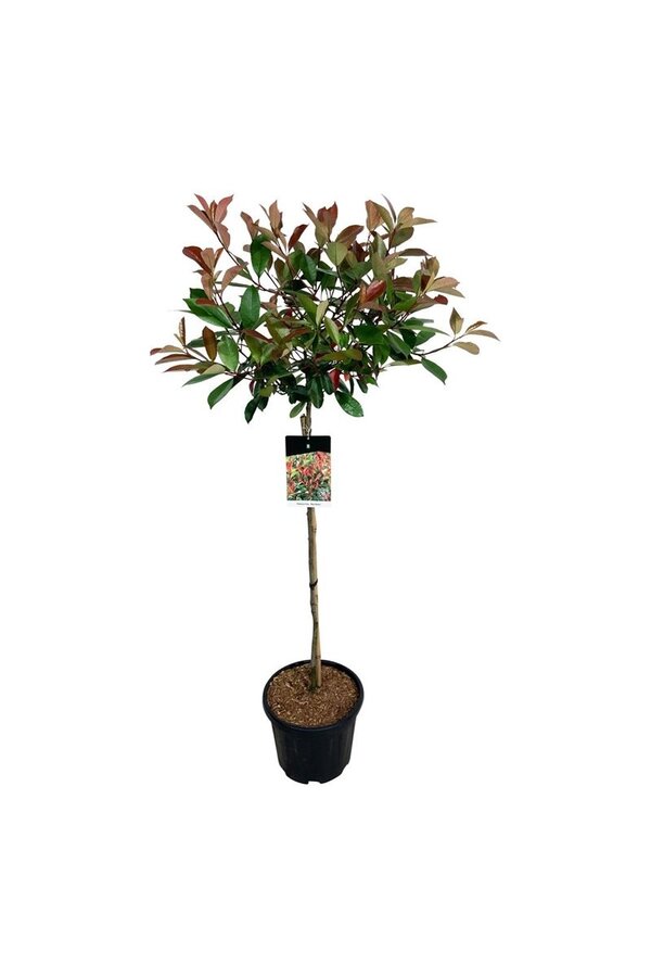 Glansmispel Photinia fraseri Red Robin