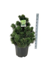 Denneboom Pinus Compact Gem