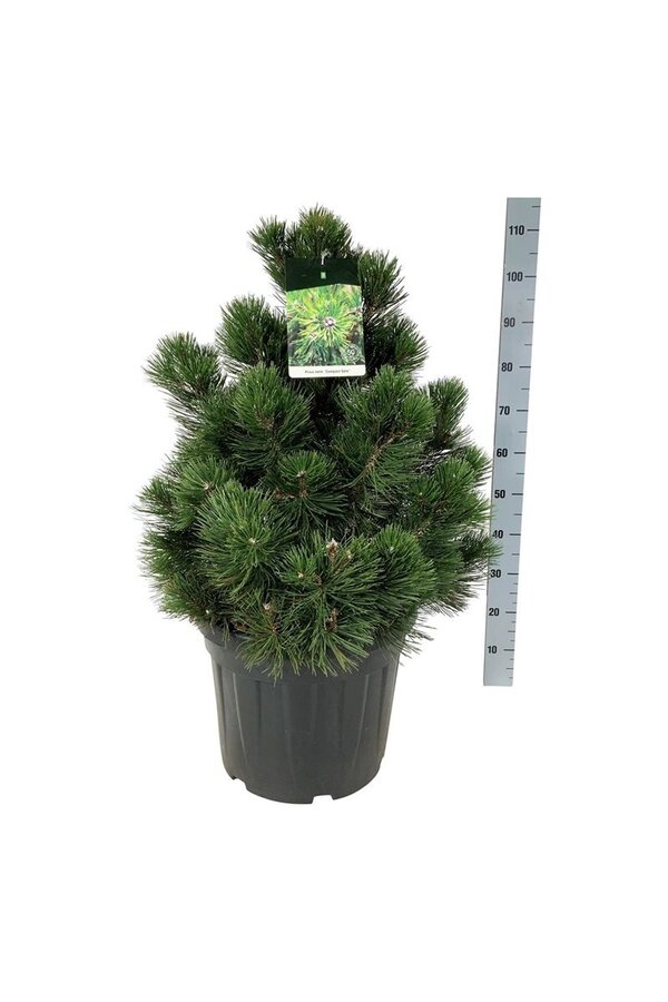 Denneboom Pinus Compact Gem