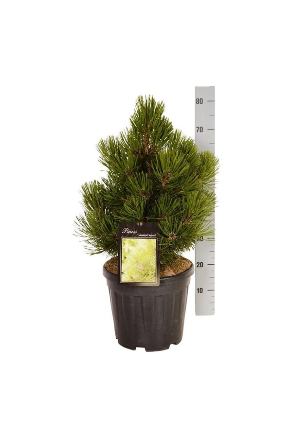 Denneboom Pinus Malinki