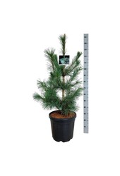 Denneboom Pinus Ammerland