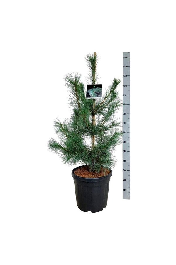 Denneboom Pinus Ammerland