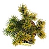 Denneboom Pinus mugo Carstens Wintergold