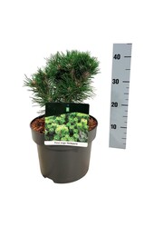 Denneboom Pinus mugo Heideperle