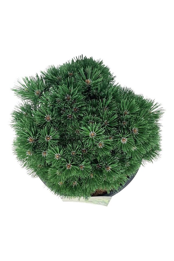 Denneboom Pinus mugo Heideperle