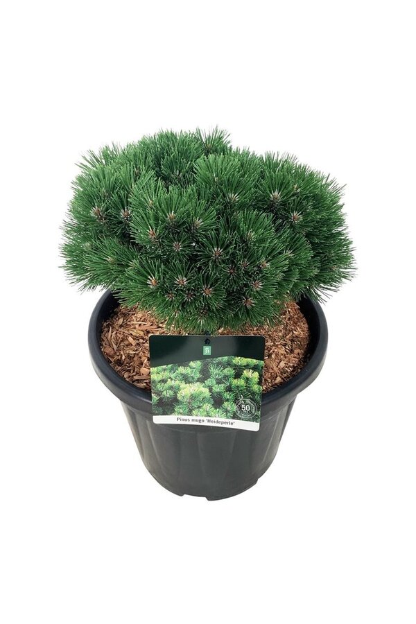Denneboom Pinus mugo Heideperle