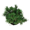 Denneboom Pinus mugo Klostergrün