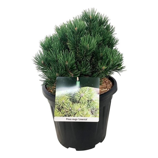 Denneboom Pinus mugo Limerick