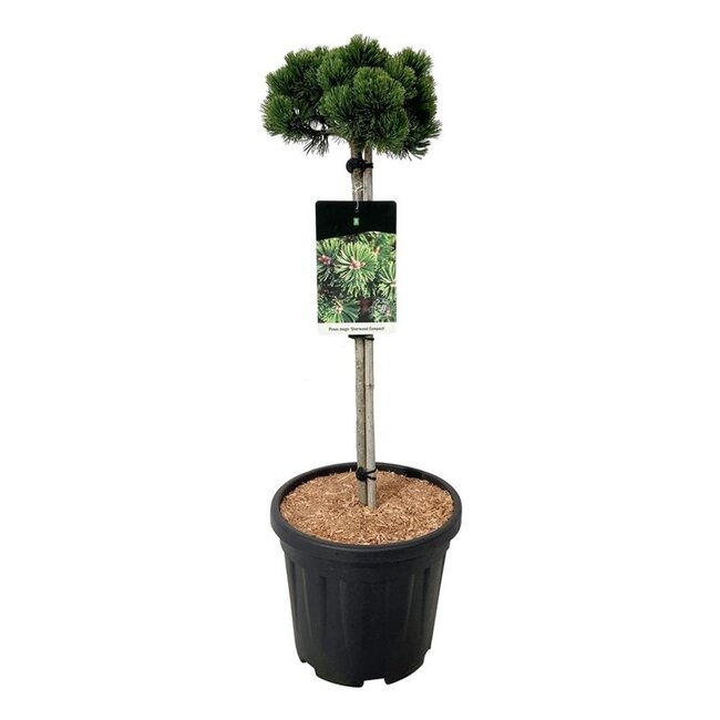 Denneboom Pinus mugo Sherwood Compact