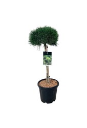 Denneboom Pinus mugo Varella