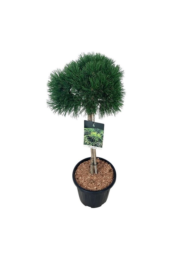 Denneboom Pinus mugo Varella