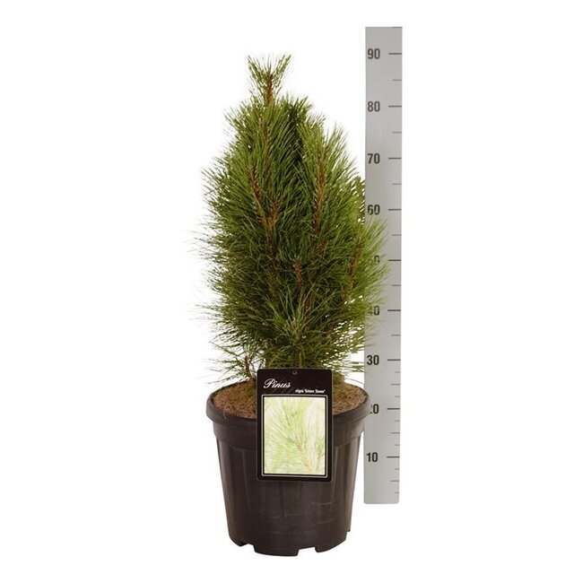 Denneboom Pinus nigra Green Tower