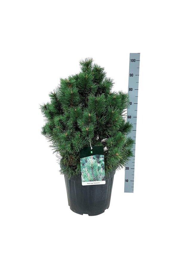 Denneboom Pinus mugo Columnaris