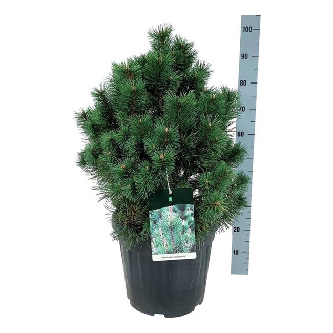 Denneboom Pinus mugo Columnaris