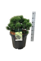 Denneboom Pinus nigra Nana
