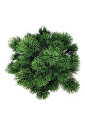 Denneboom Pinus nigra Nana