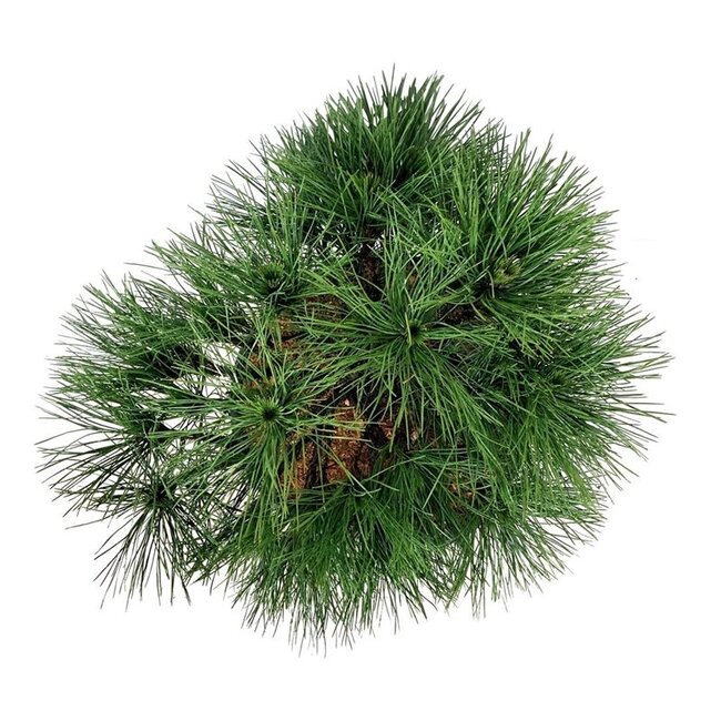 Denneboom Pinus nigra Spielberg