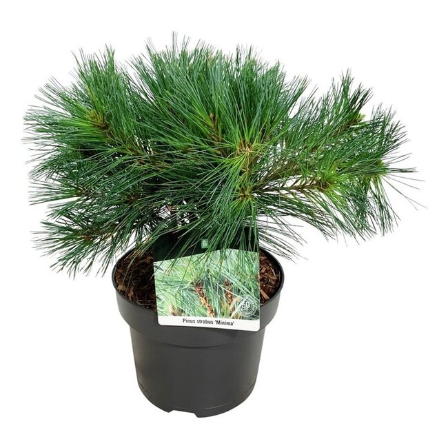 Denneboom Pinus strobus Minima