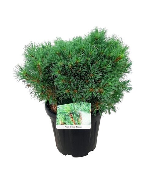 Pinus