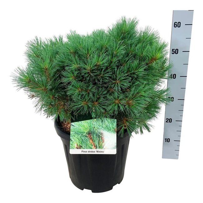 Denneboom Pinus strobus Minima