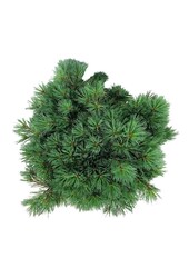 Denneboom Pinus strobus Minima