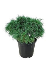 Denneboom Pinus strobus Tiny Kurls