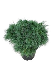 Denneboom Pinus strobus Tiny Kurls