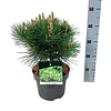 Denneboom Pinus thunbergii Sayonara
