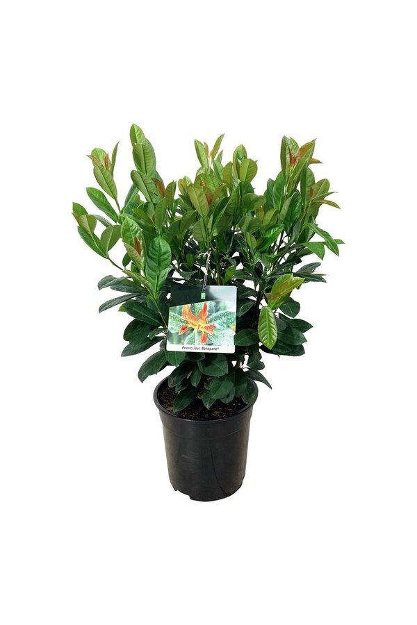 Portugese laurier Prunus Bonaparte PBR