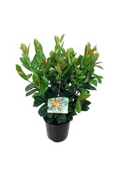 Portugese laurier Prunus Bonaparte PBR