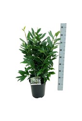 Portugese laurier Prunus Herbergii