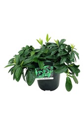 Portugese laurier Prunus Mount Vernon