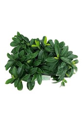 Portugese laurier Prunus Mount Vernon