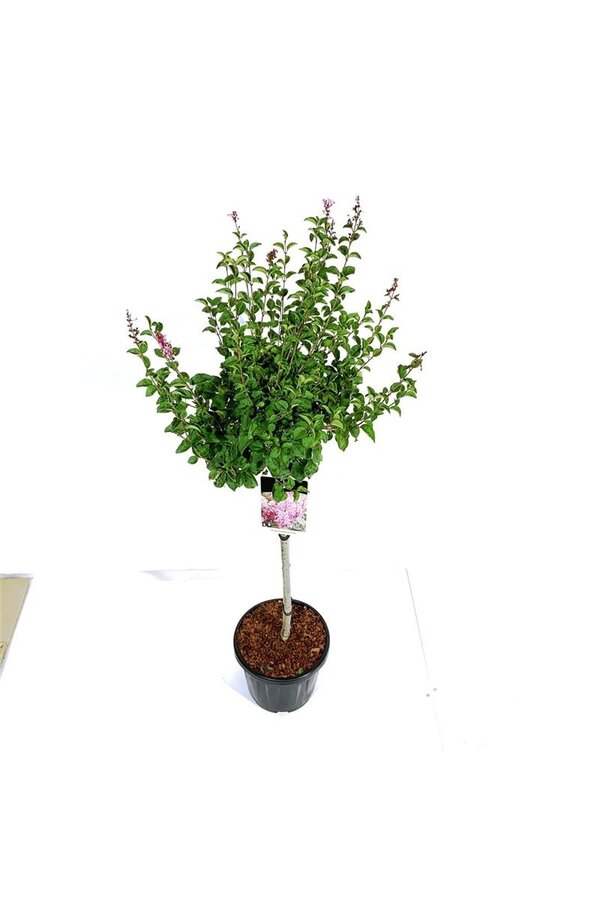 Sering Syringa Flowerfesta ® Pink