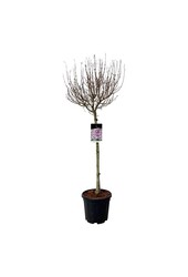 Sering Syringa Flowerfesta ® Purple