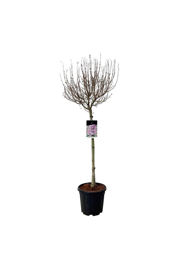 Sering Syringa Flowerfesta ® Purple