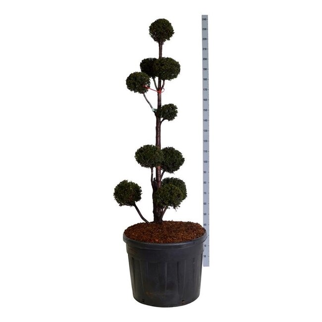 Venijnboom Taxus baccata
