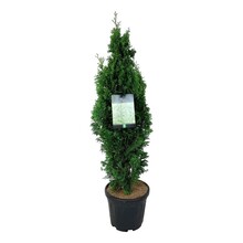 Thuja