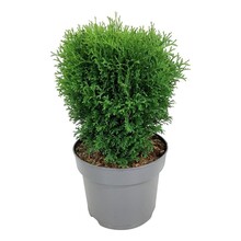 Thuja