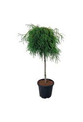 Conifeer Thuja Kagers Beauty