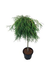 Conifeer Thuja Kagers Beauty