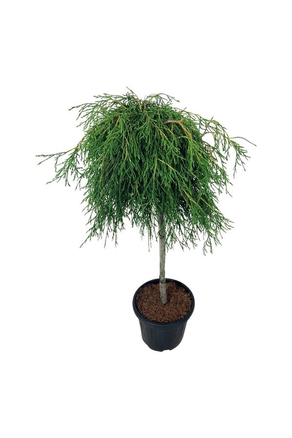 Conifeer Thuja Kagers Beauty