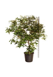 Sneeuwbal Viburnum burkwoodii