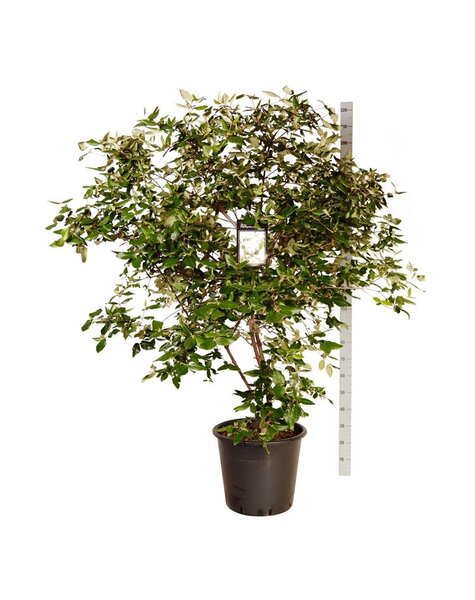 Viburnum