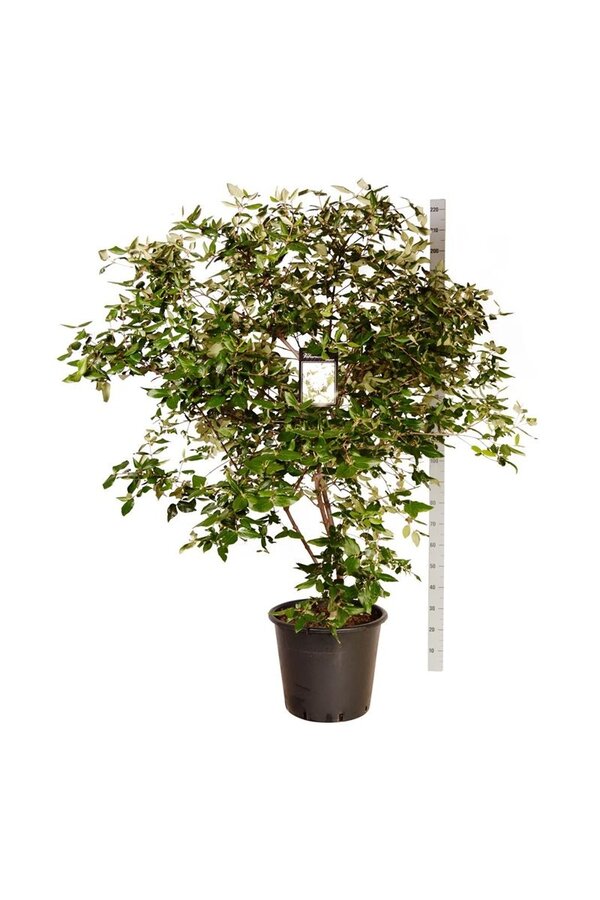Sneeuwbal Viburnum burkwoodii