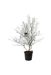 Sneeuwbal Viburnum burkwoodii