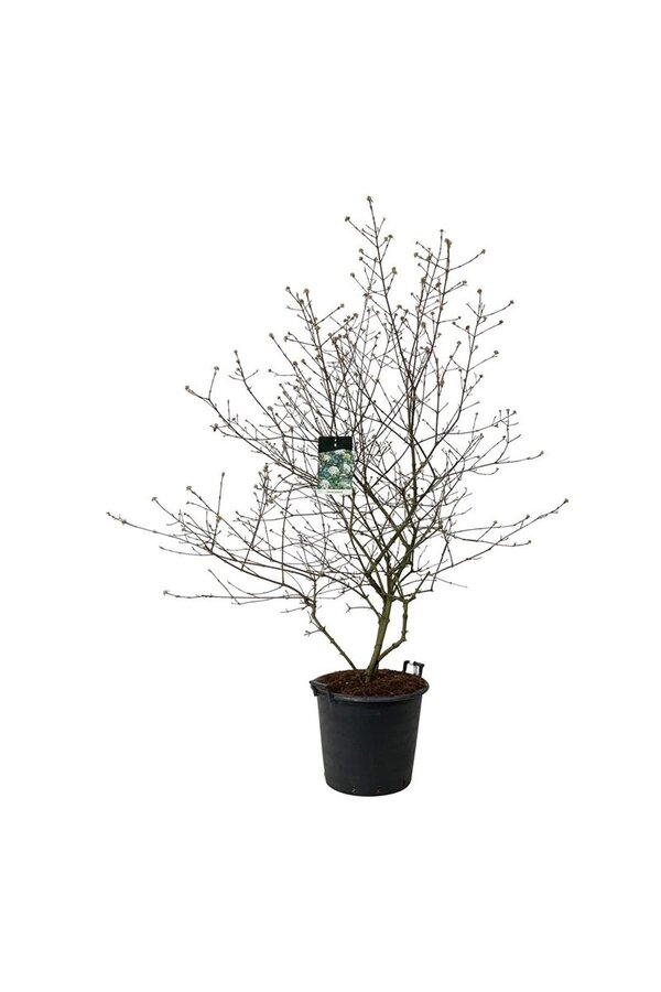 Sneeuwbal Viburnum burkwoodii